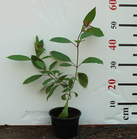 Hamelia patens 40-50cm