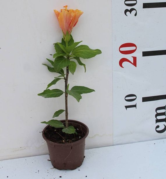 Hibiscus Rosesty (Orange) 20-30cm - Image 2