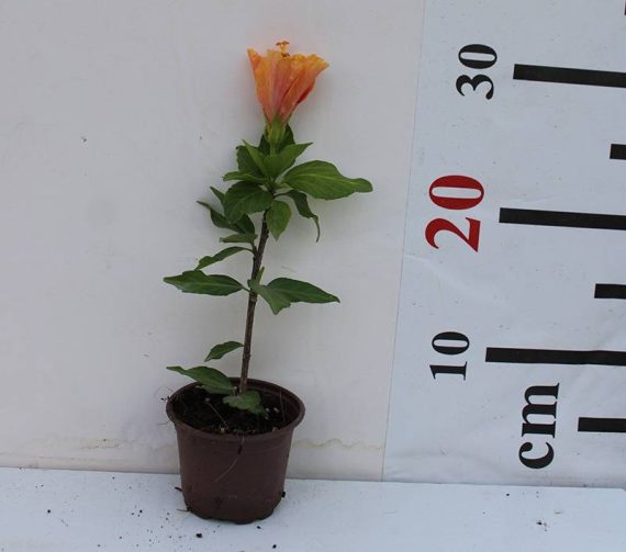 Hibiscus Rosesty (Orange) 20-30cm