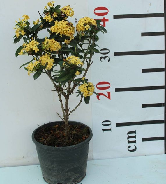 Ixora Chinensis "Yellow" 40-50cm