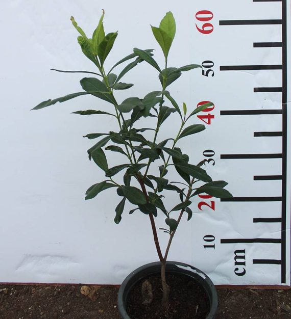 Ixora Coccinea "Red" 40-50cm