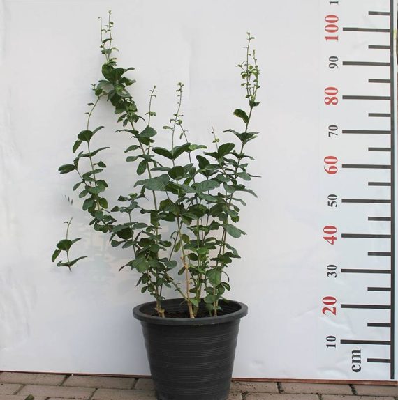 Jasminum Mogra "Full Lebnani" 70-80cm