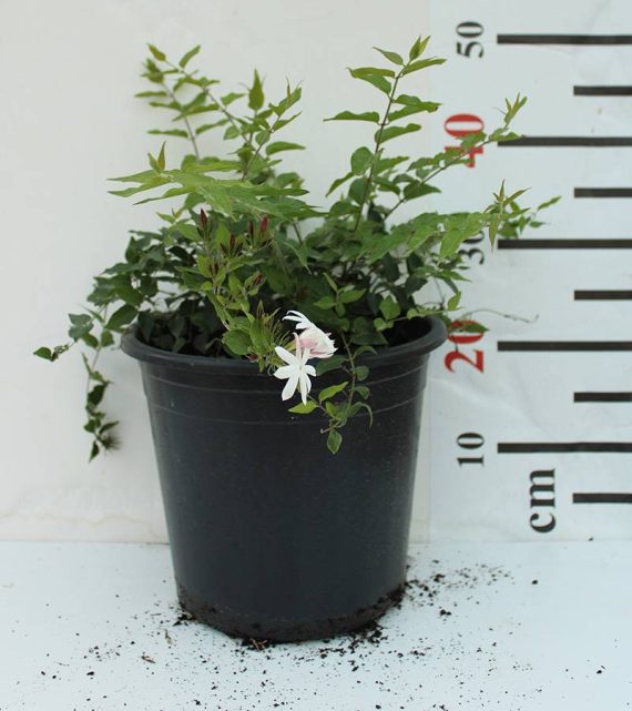 Jasminum Nitidum 60-80cm - Image 2