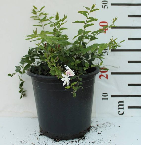 Jasminum Nitidum 60-80cm