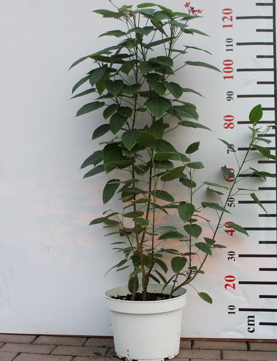 Jatropha pandurifolia 80-100cm - Image 2