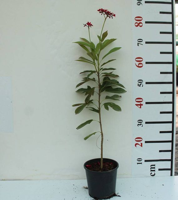 Jatropha pandurifolia 50-60cm