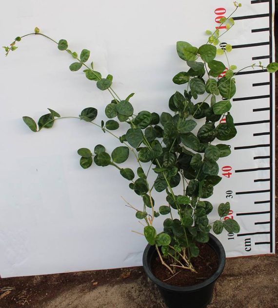 Jasminum sambac(Motia) 70-80cm