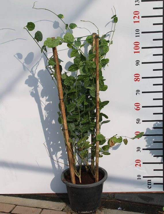 Jasminum sambac(Motia) 70-80cm - Image 2