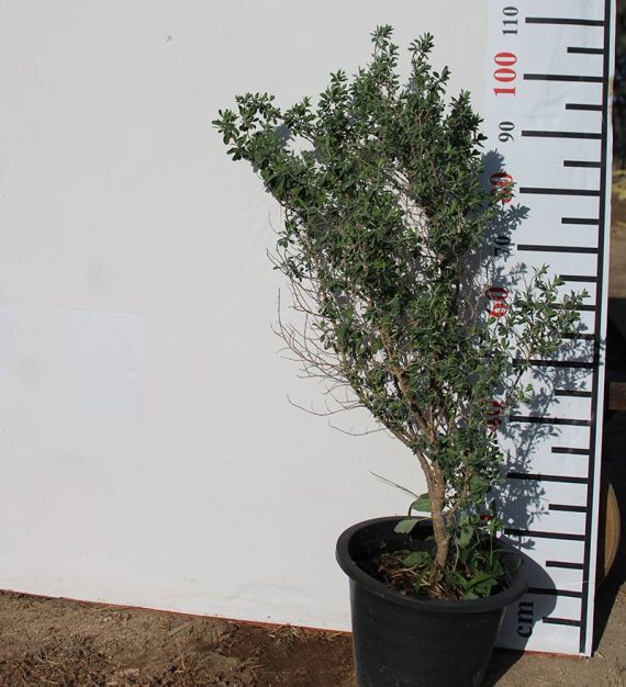 Leucophyllum 'Green Cloud' 60-80cm