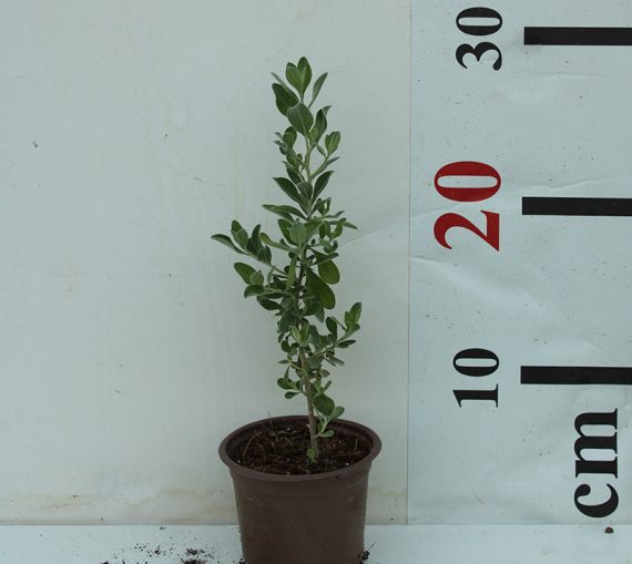 Leucophyllum 'Green Cloud' 15-20cm