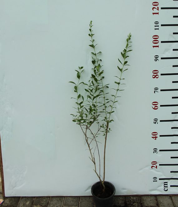 Lawsonia inermes 60-70cm