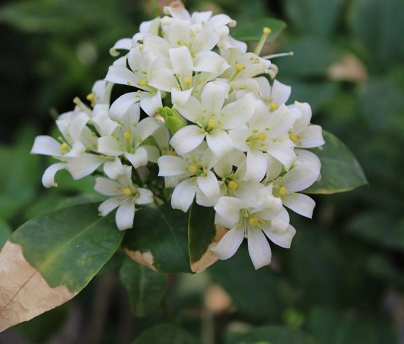 Murraya paniculata Bushy 50-60cm - Image 3