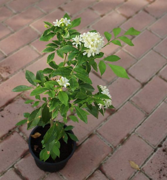 Murraya paniculata 40-50cm - Image 4