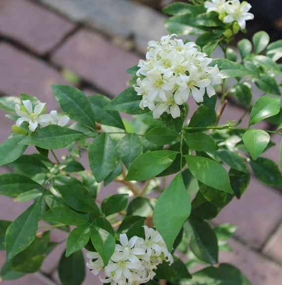 Murraya paniculata 40-50cm - Image 3