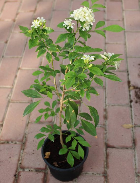 Murraya paniculata 40-50cm