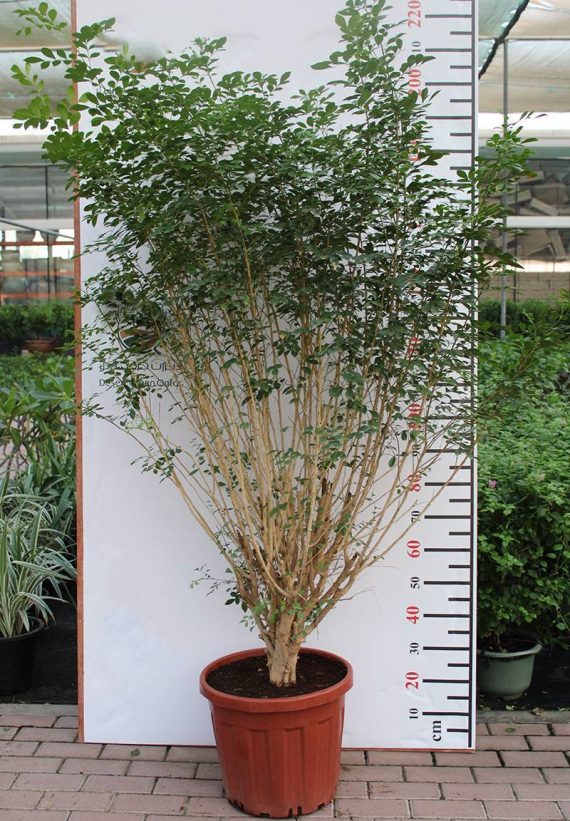 Murraya paniculata 'Bushy' 2m