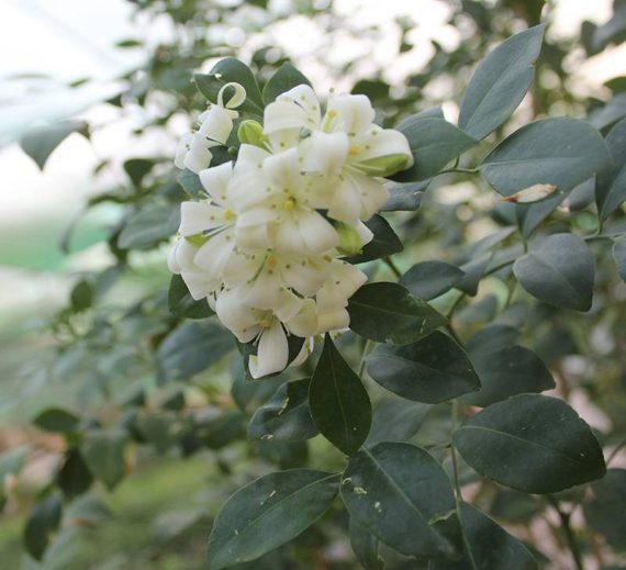 Murraya paniculata 'Bushy' 2m - Image 2