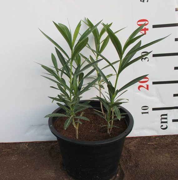 Nerium oleander 'Mix' 80-100cm - Image 2