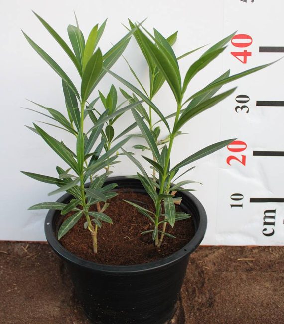 Nerium oleander 'Mix' 80-100cm