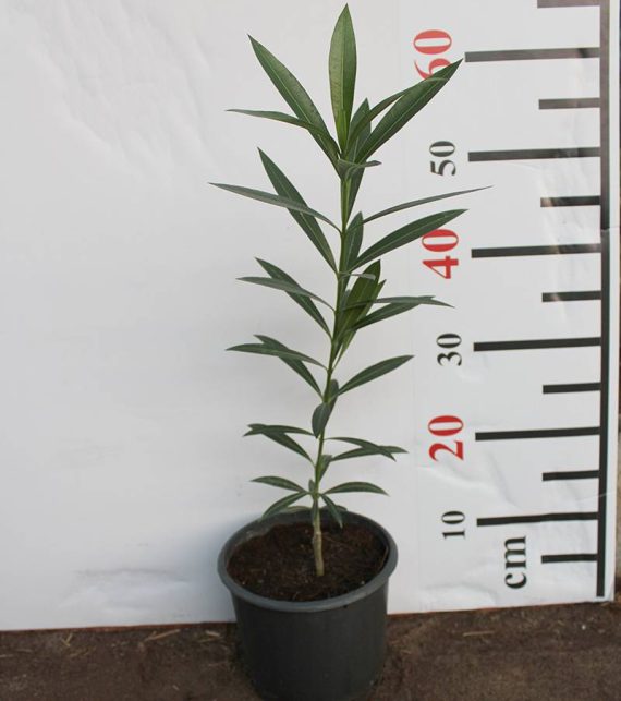 Nerium Oleander 40-50cm - Image 3