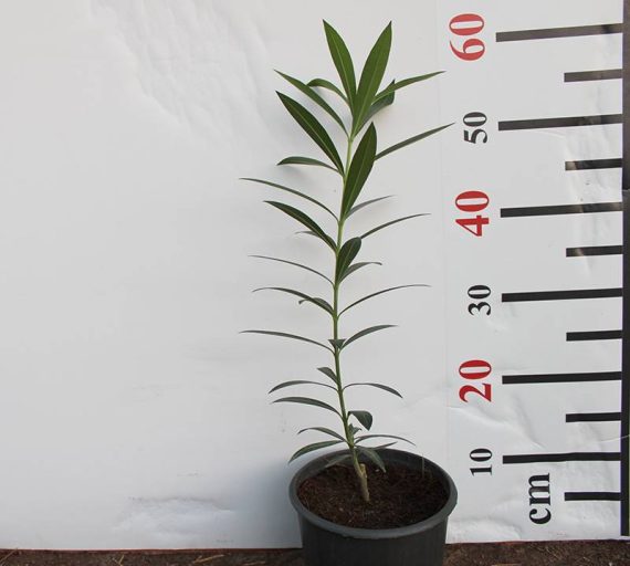 Nerium Oleander 40-50cm