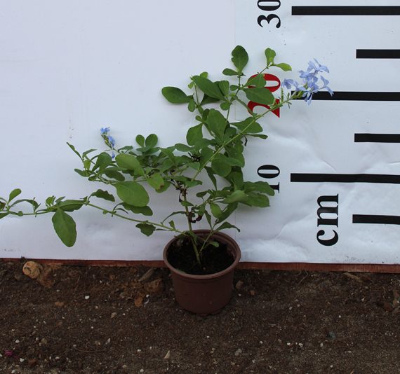 Plumbago 'capensis' 40-50cm - Image 2