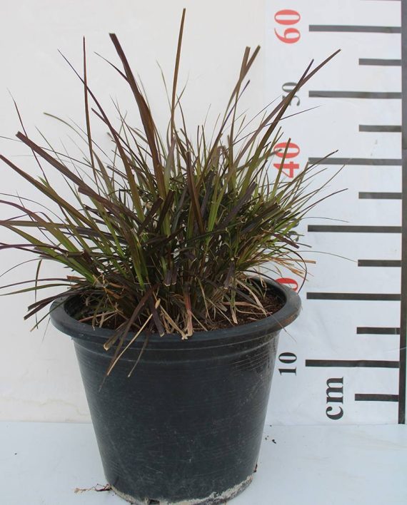 Pennisetum rubrum 40-50cm bushy