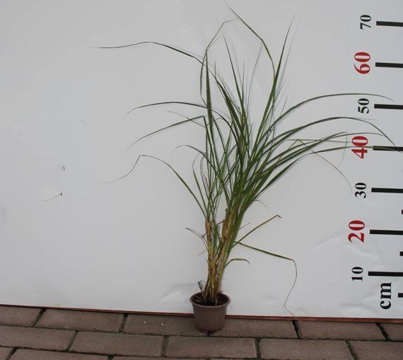 Pennisetum rubrum 40-50cm