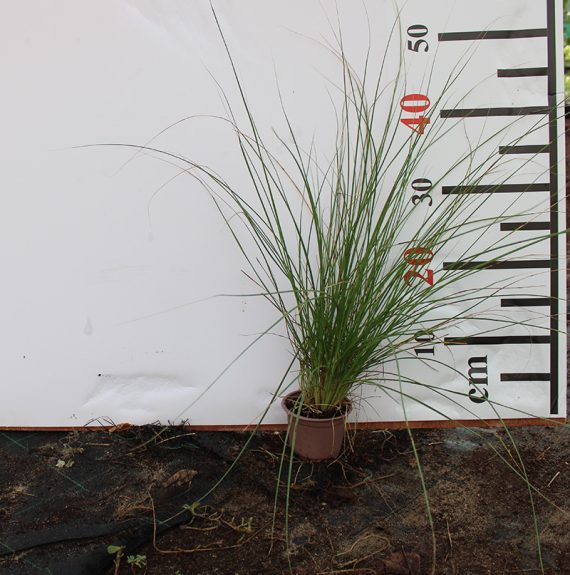 Pennisetum setaceum 40-50cm