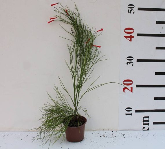 Russelia equisetiformis 15-20cm