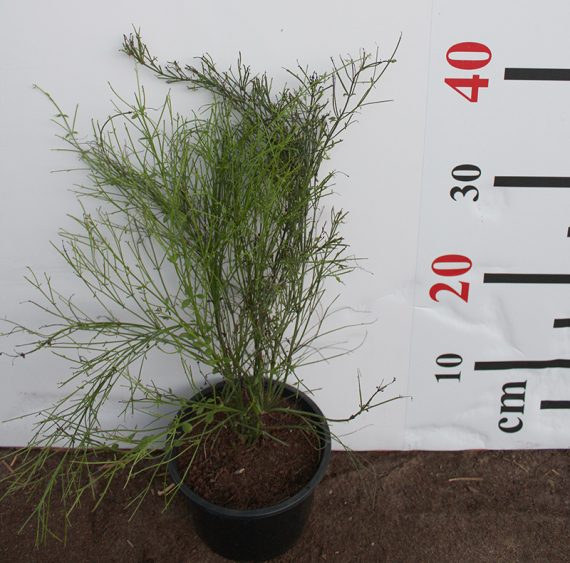 Russelia equisetiformis 40-50cm - Image 3