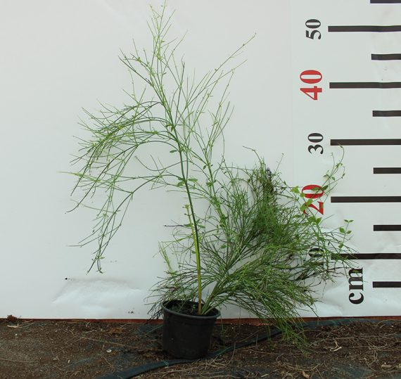 Russelia equisetiformis 40-50cm - Image 2