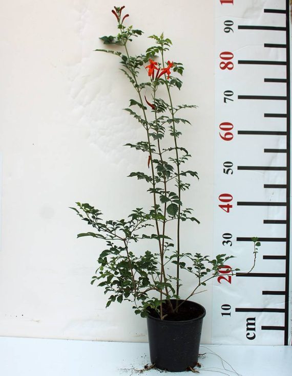 Tecomaria capensis "Orange" 40-50cm