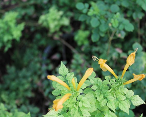 Tecomaria capensis "Yellow" 50-60cm - Image 2