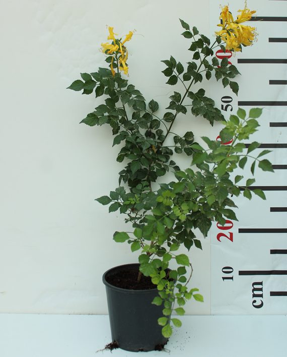 Tecomaria capensis "Yellow" 40-50cm