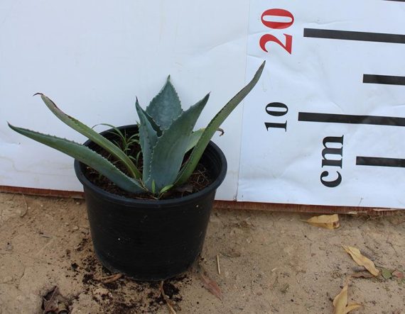 Agave americana - Image 2