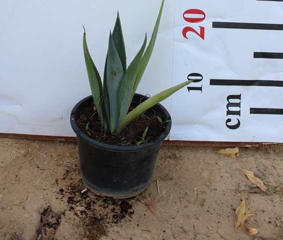 Agave attenuata