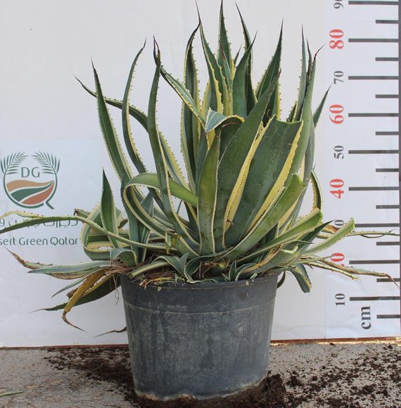 Agave americana marginata