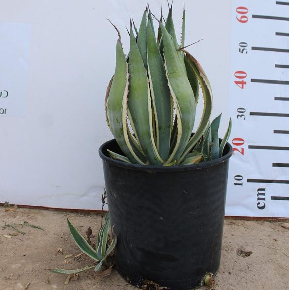 Agave americana marginata - Image 2