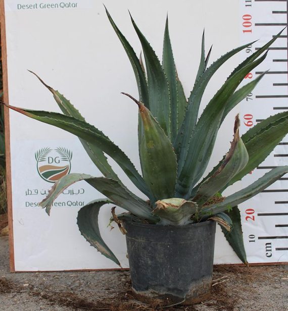 Agave americana marginata - Image 3