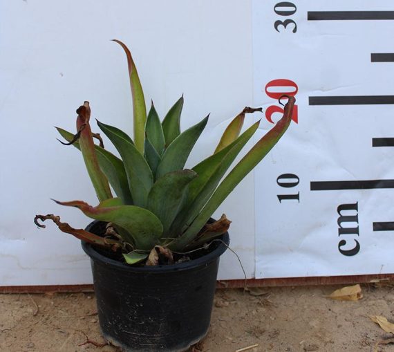 Agave attenuata 'varigata'