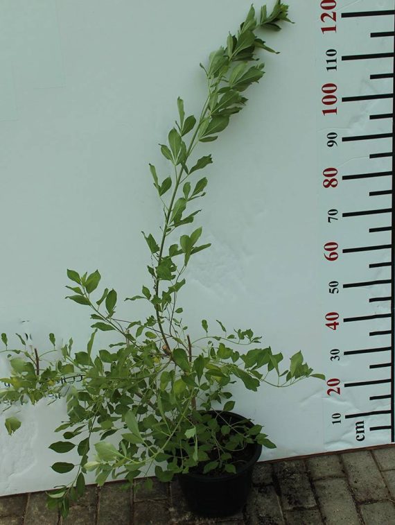 Vitex trifolia purpurea 30-40cm