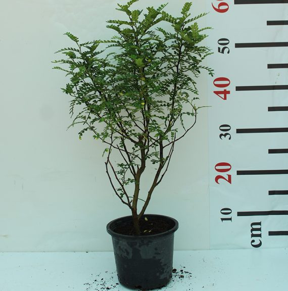 Zanthoxylum 'Odorom' 30-35cm