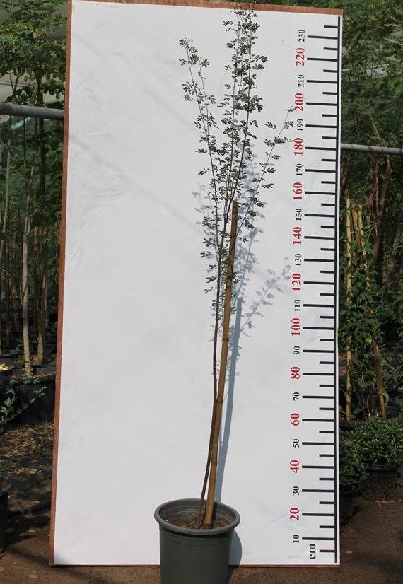 Acacia arabica 1.5-1.8m ht