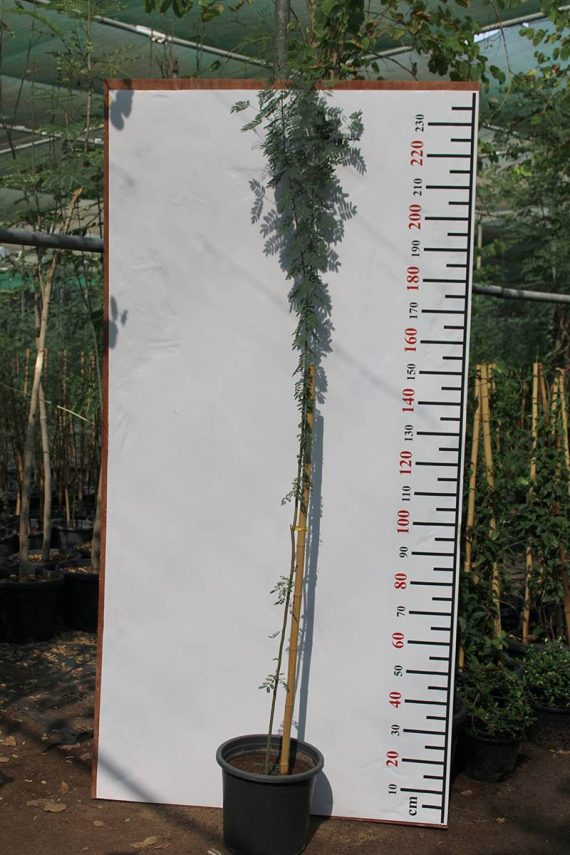 Acacia farnesiana 3-3.5m ht