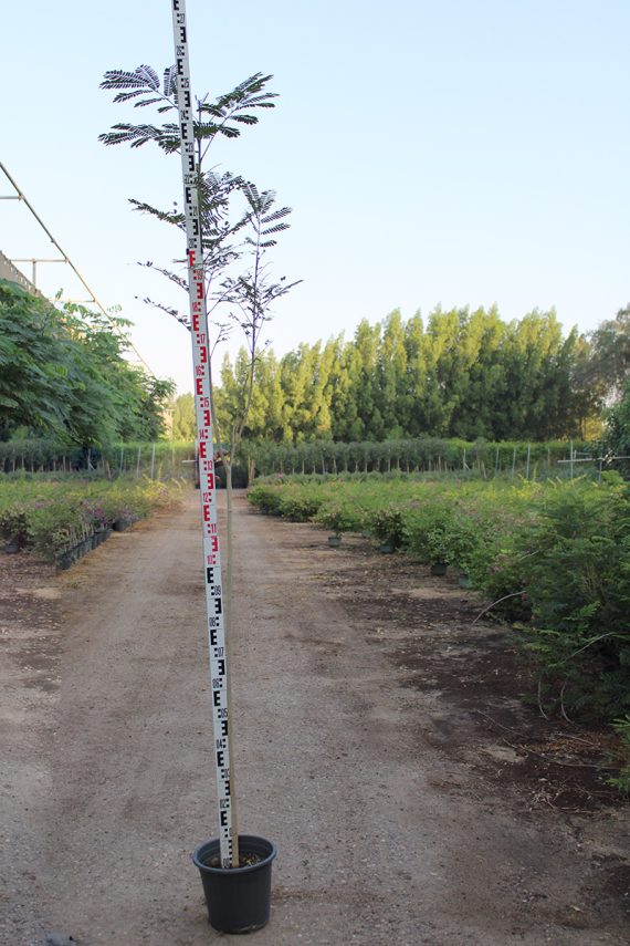 Albizia lebbeck 1.8-2.22m