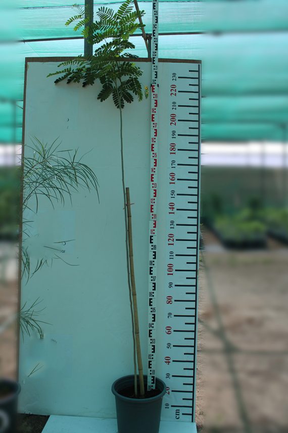 Albizia lebbeck 2-2.5M