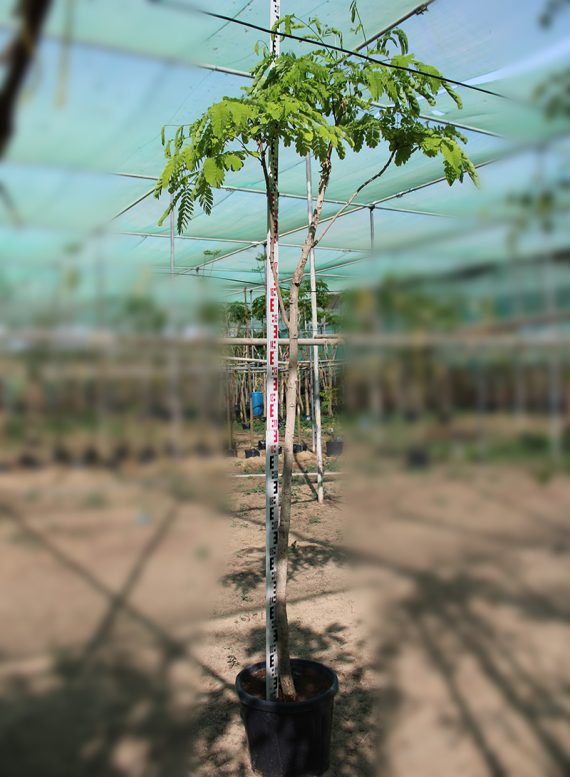 Albizia lebbeck 3-3.5M, 40-50mm dia - Image 3