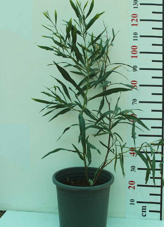 Acacia saligna - Image 2