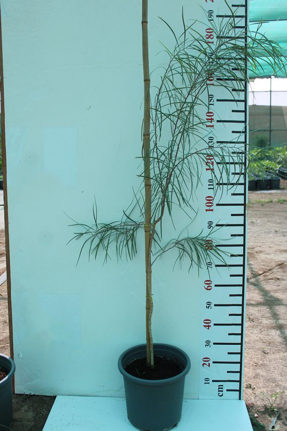 Acacia stenophylla 1.8-2m